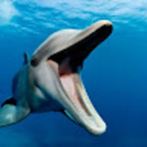 Meet your Posher, Alanna